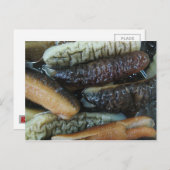 ナマコ…ヨーワラートマーケットフード ポストカード (正面/裏面)