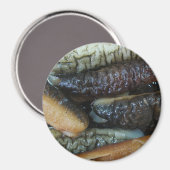 ナマコ…ヨーワラートマーケットフード マグネット (正面/裏面)