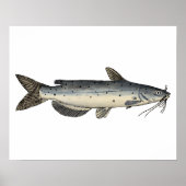 ナマズの稚魚 ポスター (正面)