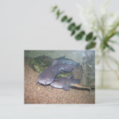 ナマズの魚釣りの動物園 ポストカード (スタンド正面)