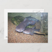 ナマズの魚釣りの動物園 ポストカード (正面/裏面)