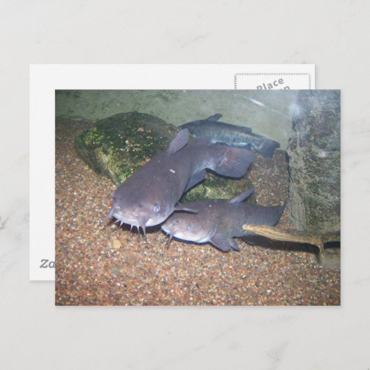ナマズの魚釣りの動物園 ポストカード (正面/裏面)