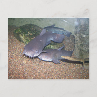 ナマズの魚釣りの動物園 ポストカード