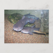 ナマズの魚釣りの動物園 ポストカード (正面)