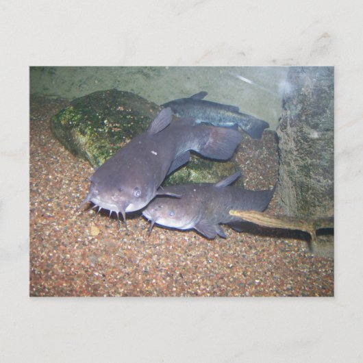 ナマズの魚釣りの動物園 ポストカード (正面)