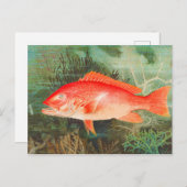 ナマズヴィンテージ ポストカード (正面/裏面)