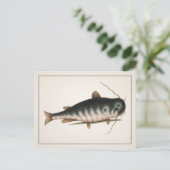 ナマズ葉書 – スタイルI ポストカード (スタンド正面)