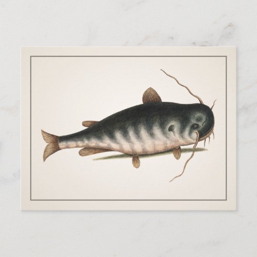 ナマズ葉書 – スタイルI ポストカード (正面)