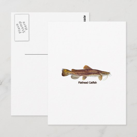 ナマズ ポストカード (正面/裏面)