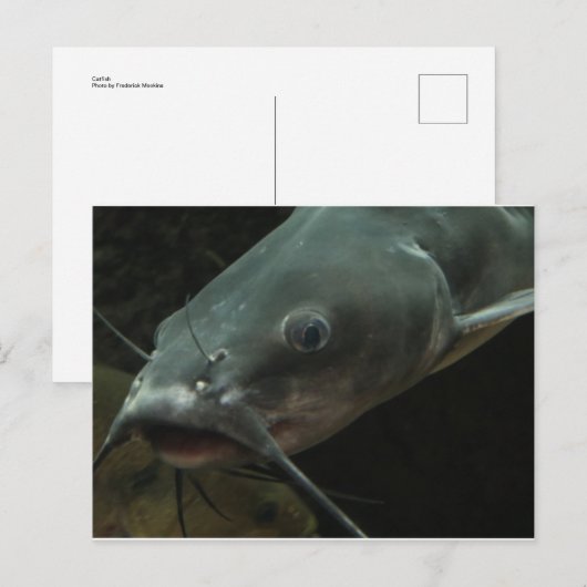 ナマズ ポストカード (正面/裏面)