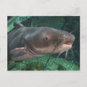 ナマズ ポストカード (正面)