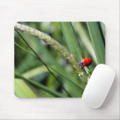 ナミテントウ(Coccinellidae) マウスパッド (マウス)
