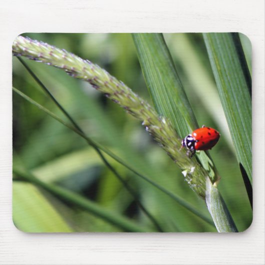 ナミテントウ(Coccinellidae) マウスパッド (正面)