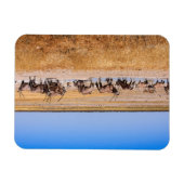 ナミビアのオリックス・アンティロペン マグネット (横)