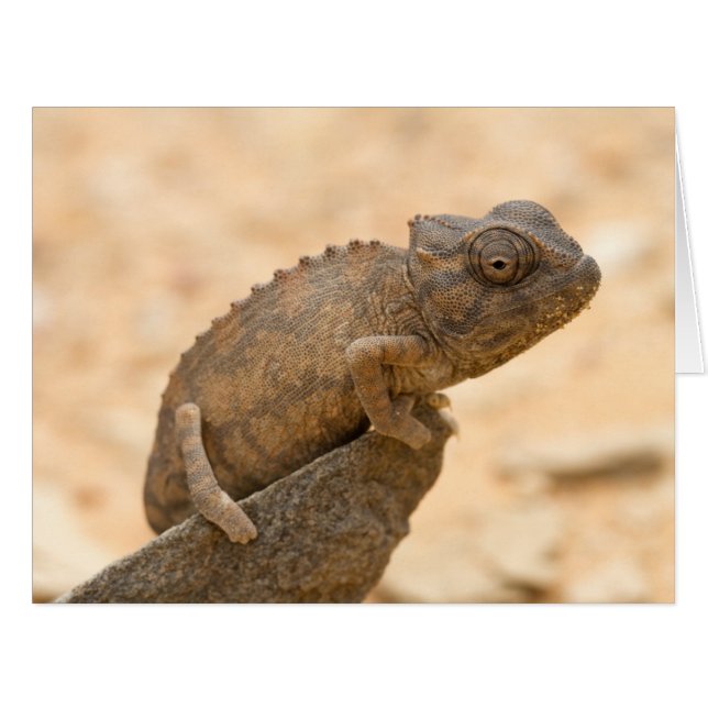 ナミビアのカメレオン (正面横)