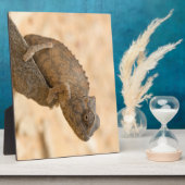 ナミビアのカメレオン フォトプラーク (側面)