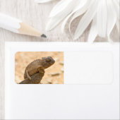 ナミビアのカメレオン ラベル (インサイチュ)