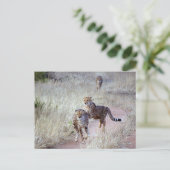 ナミビアのチータ ポストカード (スタンド正面)