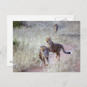 ナミビアのチータ ポストカード (正面/裏面)