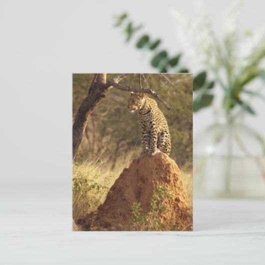 ナミビアのテルミット塚にいるヒョウ ポストカード (スタンド正面)