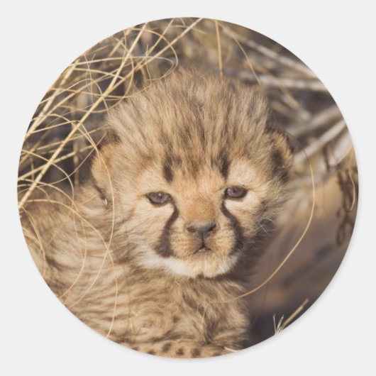 ナミビアの生後19日の雄の子猫 ラウンドシール (正面)