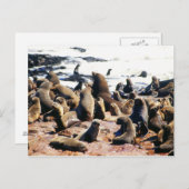 ナミビアの茶色の毛皮のアザラシ群落 ポストカード (正面/裏面)