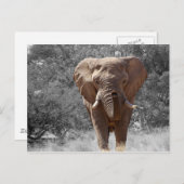 ナミビアの象 ポストカード (正面/裏面)
