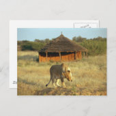 ナミビアの雌ライオン ポストカード (正面/裏面)