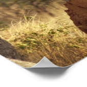 ナミビア，アフリカのヒョウ ポスター (角)