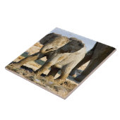 ナミビア、アフリカ：アフリカベビー タイル (側面)