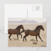 ナミビア、オーストラリアのナミブ砂漠を駆ける野生馬 ポストカード (正面/裏面)