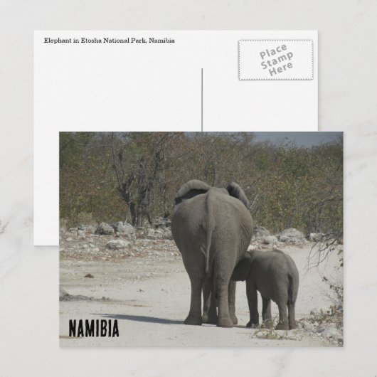 ナミビア ポストカード (正面/裏面)