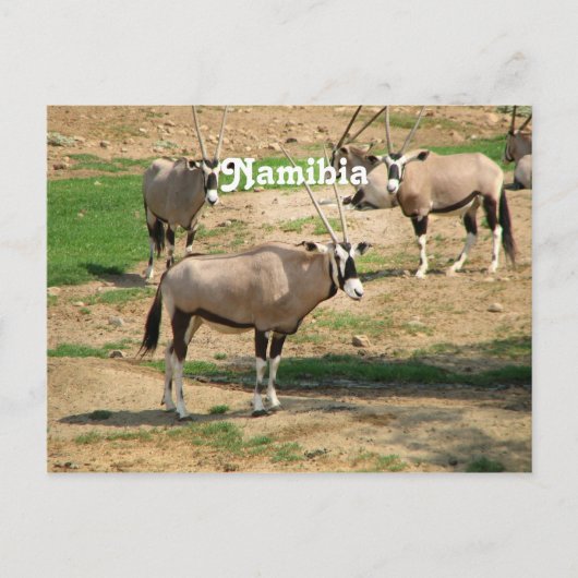 ナミビア ポストカード (正面)