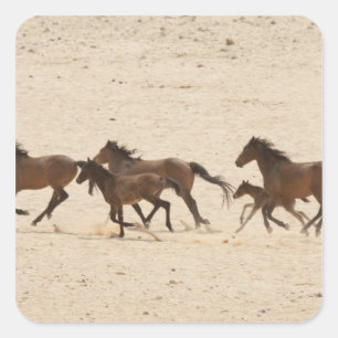ナミビア 荒野を駆ける野生の馬の群れ スクエアシール