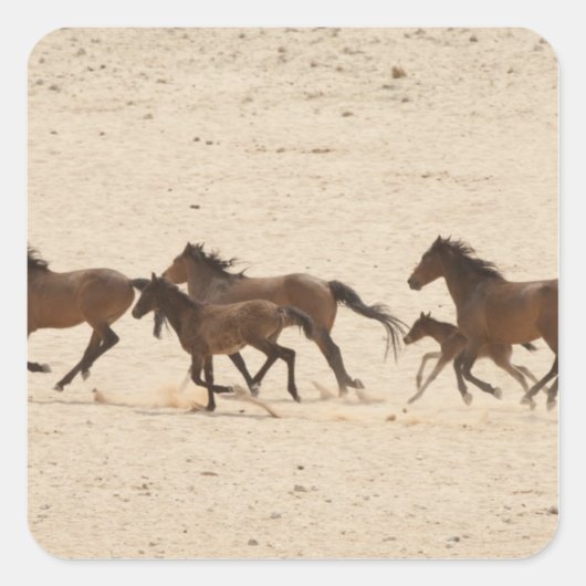 ナミビア 荒野を駆ける野生の馬の群れ スクエアシール (正面)