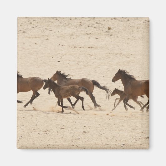 ナミビア 荒野を駆ける野生の馬の群れ マグネット (正面)