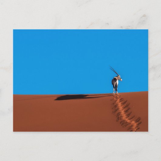 ナミブ砂漠のオリックスのカモシカ ポストカード (正面)