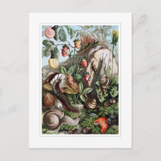 ナメクジとカタツムリ ポストカード (正面)