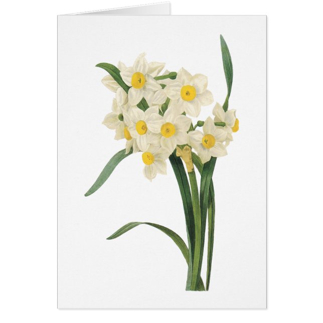 ナルキッス（ナルキッス・タゼッタ） by Redoute (正面)