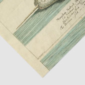 ナルファルアンティークホエールウォーター色科学アート 薄葉紙 (詳細)