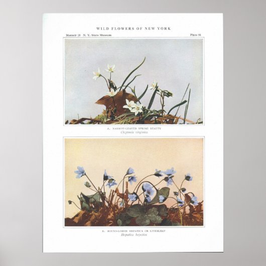ナローリーブド春美しい- Claytonia virginica ポスター (正面)