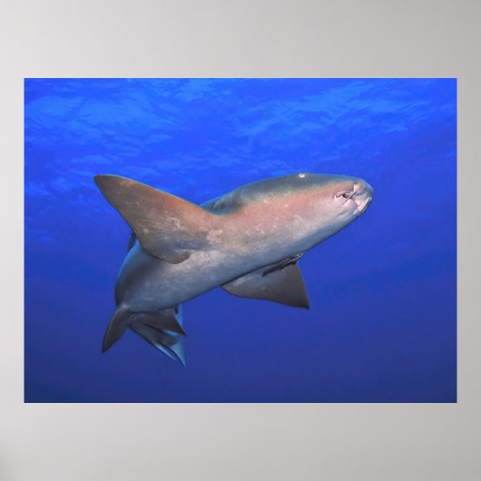 ナースシャーク・イン・ザ・ブルー ポスター (正面)