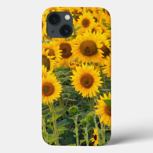 ナ、アメリカ、コロラド、サンフラワーズ Case-Mate iPhoneケース (裏面)