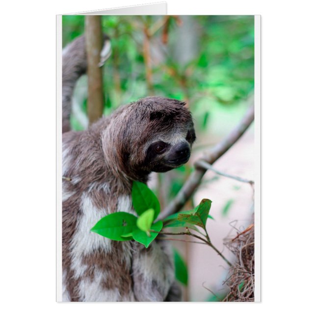 ニカラグアのナマケモノ (正面)