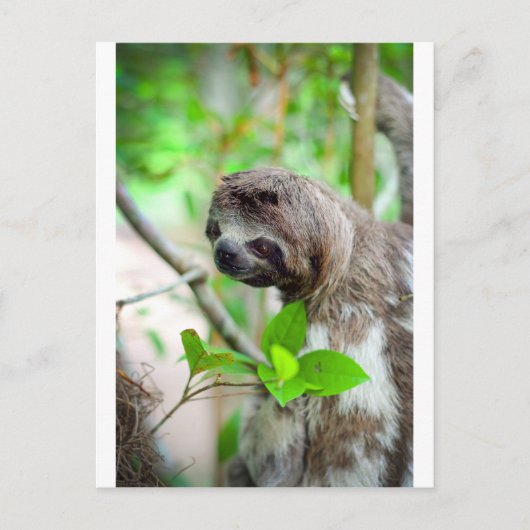 ニカラグアのナマケモノ ポストカード (正面)