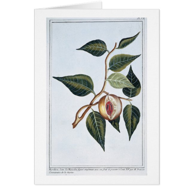 ニクズク、「コレクションPrecieuseとEnlからのプレート7、 (正面)