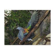 ニコバルハトトギス鳩の波