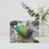 ニコバルハト・オン・ネスト・ワイルドライフシリーズ# 21 ポストカード (スタンド正面)