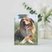 ニコラス ポストカード (スタンド正面)