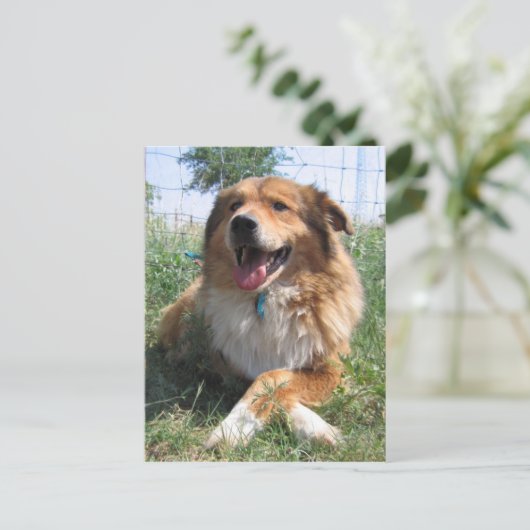 ニコラス ポストカード (スタンド正面)